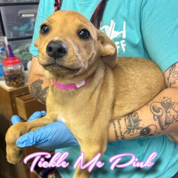 Tickle Me Pink -  Shepherd and Mixed Breed Dog for Adoption in Hillsboro, Ohio - Tickle Me Pink | PetCurious