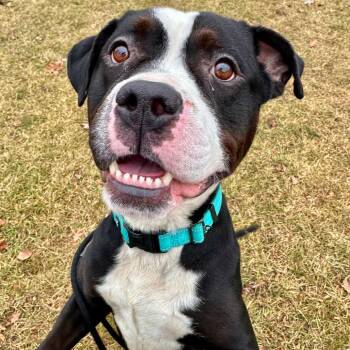 American Staffordshire Terrier Dogs Available for Adoption - Hondo | PetCurious