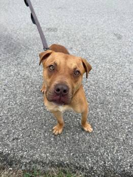 Pit Bull Terrier Dogs Available for Adoption in East Northport, New York - Austin | PetCurious