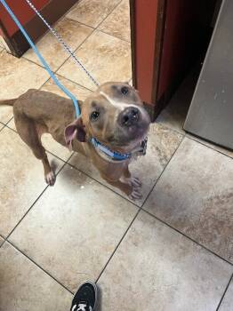 Martha Speaks -  Mixed Breed Dog for Adoption in Cincinnati, Ohio - Martha Speaks | PetCurious