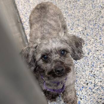 Doodle -  Mixed Breed Dog for Adoption in Greenville, South Carolina - Doodle | PetCurious