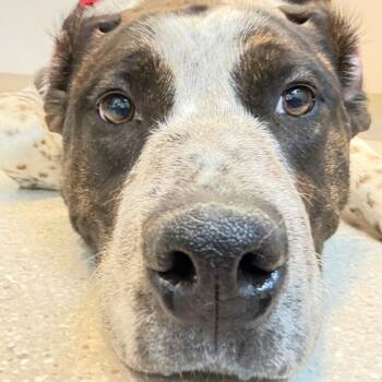 English Bulldog and Cattle Dog Dogs Available for Adoption in Murray, Utah - Doug | PetCurious