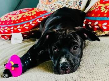 Mixed Breed Dogs Available for Adoption in Northwood, New Hampshire - Pearl | PetCurious