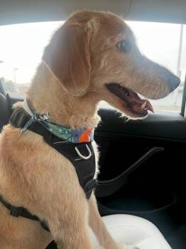 Summer -  Labradoodle Dog for Adoption in Markham, Ontario - Summer | PetCurious