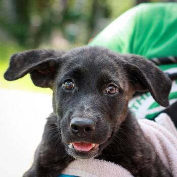 Billy -  Shepherd and Retriever Dog for Adoption in Hattiesburg, Mississippi - Billy | PetCurious