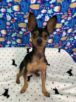 Rescue Chihuahua Dogs for Adoption in Brookings, Oregon - Kipper | PetCurious