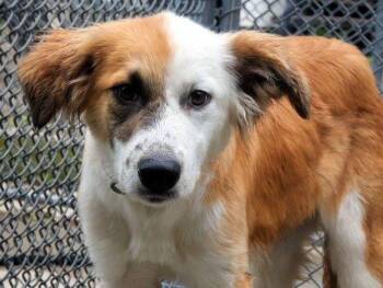 Spaniel and Collie Dogs Available for Adoption in Bedford Hills, New York - Grace | PetCurious