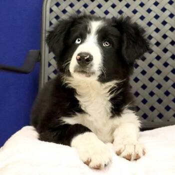 Border Collie and Australian Shepherd Dogs Available for Adoption - Ryder | PetCurious