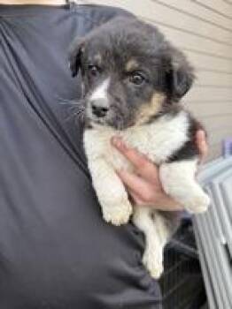 Border Collie Dogs Available for Adoption - River | PetCurious