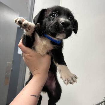 Skye -  Mixed Breed Dog for Adoption in Edwardsville, Illinois - Skye | PetCurious