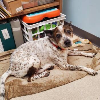 Rosie -  Cattle Dog and Mixed Breed Dog for Adoption in Evansville, Indiana - Rosie | PetCurious