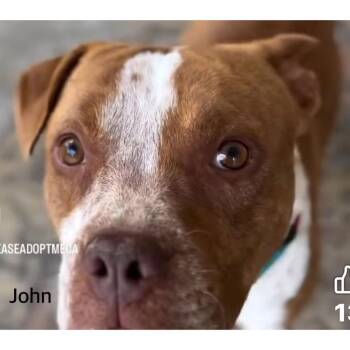 Pit Bull Terrier and Terrier Dogs Available for Adoption - John | PetCurious