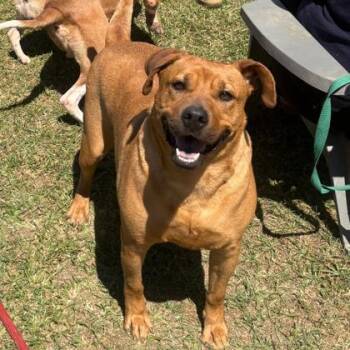 Retriever and Mixed Breed Dogs Available for Adoption in North Charleston, South Carolina - 92543A Bianca | PetCurious