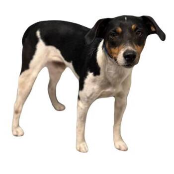 Burt -  Rat Terrier Dog for Adoption in Red Bluff, California - Burt | PetCurious