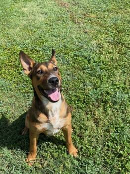 Peter -  Australian Cattle Dog Blue Heeler Dog for Adoption in Schertz, Texas - Peter | PetCurious