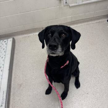 Black Labrador Retriever and Mixed Breed Dogs Available for Adoption - Spruce | PetCurious