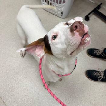 Tito -  Mixed Breed Dog for Adoption in Murray, Utah - Tito | PetCurious