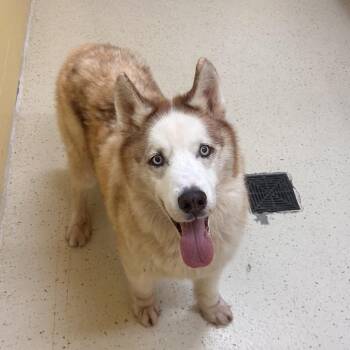Mojo Jojo 6921 -  Husky and Mixed Breed Dog for Adoption in Loxahatchee Groves, Florida - Mojo Jojo 6921 | PetCurious