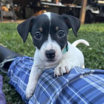 Rescue Rat Terrier and Dachshund Dogs for Adoption in Baton Rouge, Louisiana - KJ | PetCurious