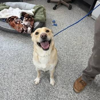 Husky Dogs Available for Adoption in Bryan, Ohio - Riley | PetCurious