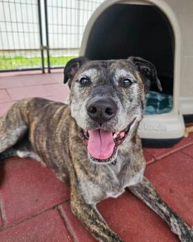 Fabian -  Plott Hound Dog for Adoption in Crescent City, California - Fabian | PetCurious