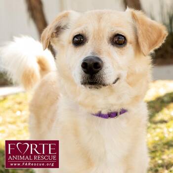 Cody -  Spaniel and Terrier Dog Available for Adoption in Marina Del Rey, California - Cody | PetCurious