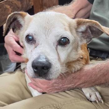 Cletus -  Mixed Breed Dog for Adoption in Galveston, Texas - Cletus | PetCurious