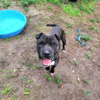 Pit Bull Terrier and Shar Pei Dogs Available for Adoption in Lake Panasoffkee, Florida - Kimbo | PetCurious