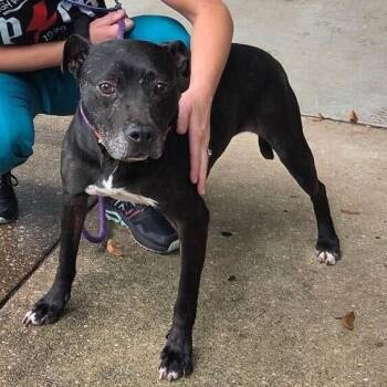 Truffle -  Mixed Breed Dog Available for Adoption in Titusville, Florida - Truffle | PetCurious