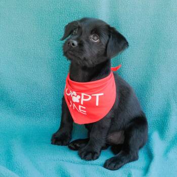 Spaniel and Terrier Dogs Available for Adoption in Richmond, California - CHILI | PetCurious