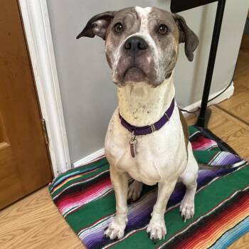 Pit Bull Terrier and Mixed Breed Dogs Available for Adoption in Bellingham, Washington - Charlotte | PetCurious
