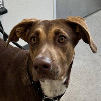 111598 -  Mixed Breed Dog for Adoption in Las Cruces, New Mexico - 111598 | PetCurious