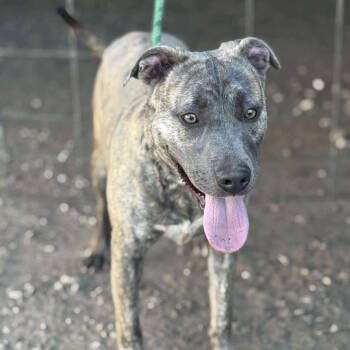 Rescue Pit Bull Terrier Dogs for Adoption in Anahuac, Texas - Brisket | PetCurious