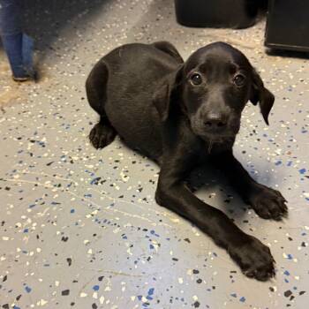 Kimchi -  Hound and Labrador Retriever Dog for Adoption in Tuscaloosa, Alabama - Kimchi | PetCurious