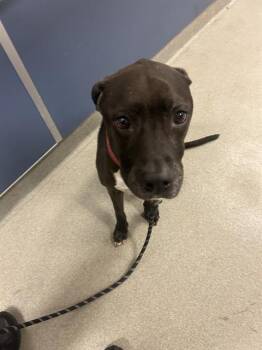 Rescue Pit Bull Terrier Dogs for Adoption in Doral, Florida - MAGIC | PetCurious