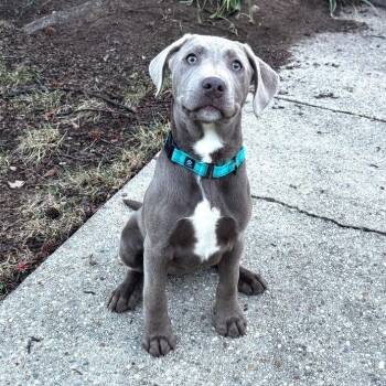 Weimaraner Dogs Available for Adoption - Daphne | PetCurious
