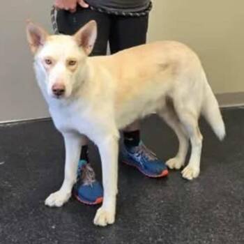 Phantom (Spectral Litter) -  Husky and Labrador Retriever Dog for Adoption - Phantom (Spectral Litter) | PetCurious