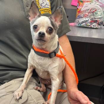 Rescue Chihuahua Dogs for Adoption in Bend, Oregon - Pops - 59432 | PetCurious