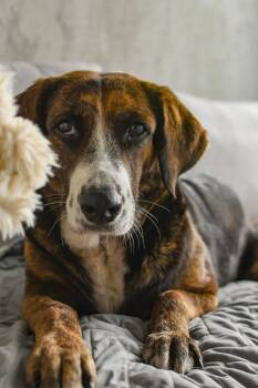 Hound Dogs Available for Adoption - Mina | PetCurious