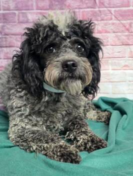 Merlin -  Poodle Dog for Adoption in Durango, Colorado - Merlin | PetCurious