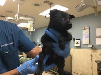 A1934132 -  German Shepherd Dog Dog for Adoption in Riverside, California - A1934132 | PetCurious