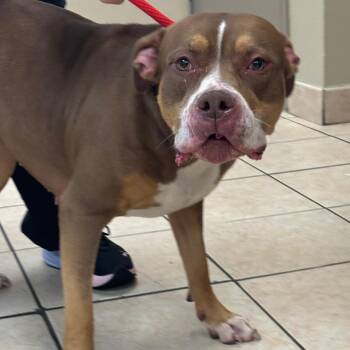 Wanda -  Pit Bull Terrier Dog for Adoption in Birmingham, Alabama - Wanda | PetCurious