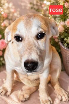 Rose -  Labrador Retriever Dog for Adoption in Fort Worth, Texas - Rose | PetCurious