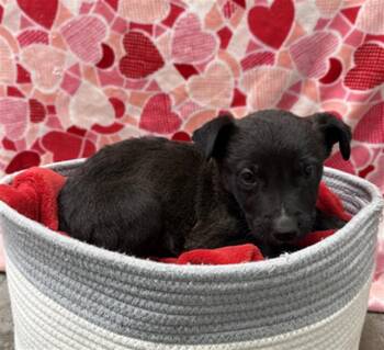 German Shepherd Dog and Mixed Breed Dogs Available for Adoption - SAMMY | PetCurious