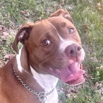 Ollie -  Pit Bull Terrier Dog for Adoption in Cedar Mountain, North Carolina - Ollie | PetCurious