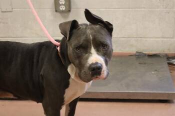 CHAMP -  Mixed Breed Dog for Adoption in Columbia, South Carolina - CHAMP | PetCurious
