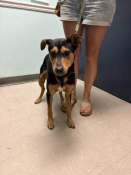 Francis -  Shepherd Dog for Adoption in Mobile, Alabama - Francis | PetCurious