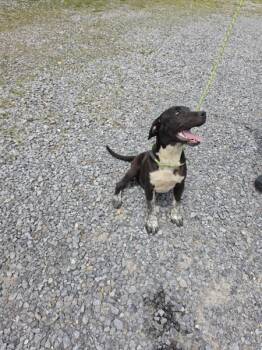 Pit Bull Terrier Dogs Available for Adoption in Cleveland, Tennessee - Zack | PetCurious