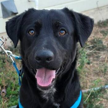 Black Labrador Retriever Dogs Available for Adoption - Arlo | PetCurious