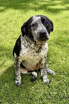 Australian Cattle Dog Blue Heeler Dogs Available for Adoption in Maryville, Tennessee - Arabella | PetCurious